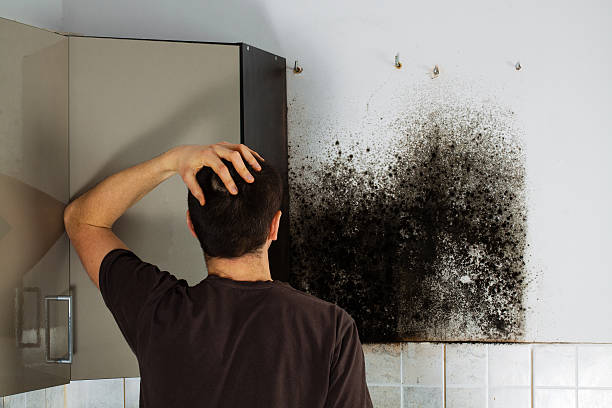 Best Professional Mold Removal  in Garden City, ID