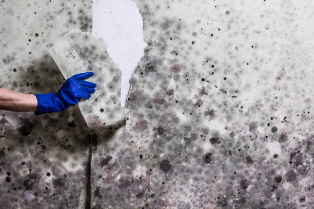Best Commercial Mold Removal  in Garden City, ID