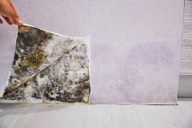 Best Mold Remediation  in Garden City, ID